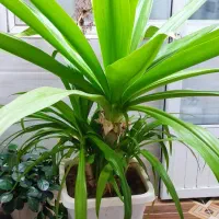 گل طبیعی|گل و گیاه طبیعی|اصفهان, براآن شمالی|دیوار