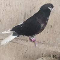 پلاس