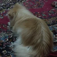 سگ ماده پامرانین|سگ|ایلام, |دیوار