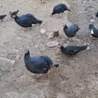 اردک و بوقلمون|حیوانات مزرعه|شهمیرزاد, |دیوار