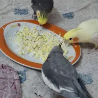 عروس هلندی