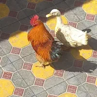 خروس محلی جوان قطعه دارواردک قطعه دارسالم و سرحال