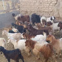 بزغاله پاکستانی اصل|حیوانات مزرعه|مشهد, باغ فراگرد|دیوار