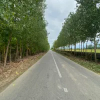 فروش زمین ۲۸۷ نوخاله