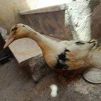 اردک