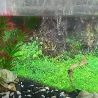 آکواریوم|ماهی|زابل, |دیوار