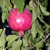 انار سوپر درجه 1