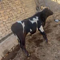 گاو نر محلی|حیوانات مزرعه|دالاهو, |دیوار