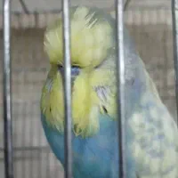 مرغ عشق انگلیسی نر|پرنده|ری, صفاییه (چشمه علی)|دیوار