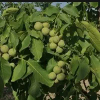 فروش باغ گردو|فروش زمین و ملک کلنگی|خزل, |دیوار