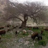 دنبال یه چوپان هستم