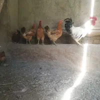 مرغ تخم گذار جوان