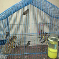 سهره|پرنده|شاهین‌شهر, عطار|دیوار