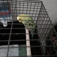 مرغ عشق مولد