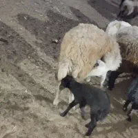 سلام یک عدد تقلی بی بره موجوده شیرا