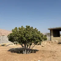 باغشهری