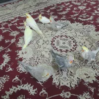 دو جفت عروس هلندی  + دو عروس هلندی ۳ ماهه|پرنده|رشت, دیلمان|دیوار