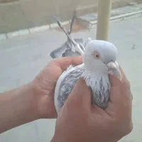 کبوتر|پرنده|شیراز, درکی|دیوار