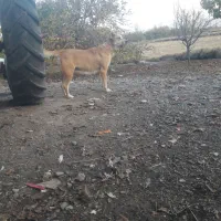 فروش سگ. شماره تماس