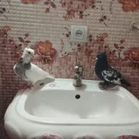 کبوتر بهبونی