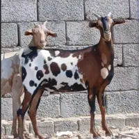 بزابستن سه ماهه دوعدد   میش بره   میش ابستن