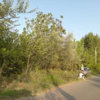 زمین نسقی مسکونی نزدیک رشت|فروش زمین و ملک کلنگی|رشت, حومه رشت|دیوار