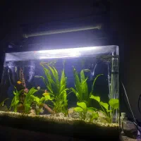 اکواریوم ۸۰سانتی شیشه خم همرا بادرب|ماهی|اصفهان, عطار نیشابوری|دیوار