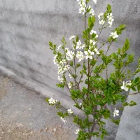 واگذاری-باغ