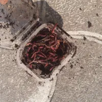 طعمه ماهیگیری.پت درختی.لارو.کرم خاکی|ماهیگیری|رشت, لاکان|دیوار