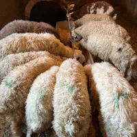 جو سوپر دامی|حیوانات مزرعه|کاشان, درب اصفهان|دیوار