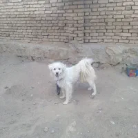 سگ خانگی نر