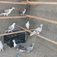 کبوتر بدرنگ