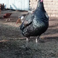 پلاکی مسافتی، بقلمو، خروس|حیوانات|چناران, |دیوار