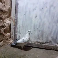 ۵۰۰|پرنده|کرمانشاه, |دیوار