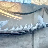 کبوتر|پرنده|ساری, |دیوار