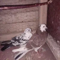 کفتر گوره دونه ۲۵۰|پرنده|نهاوند, |دیوار