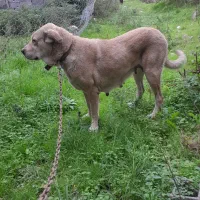 سگ ماده پژدر اصیل معاوضه|سگ|نوشهر, |دیوار