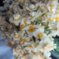 فروش پیاز گل نرگس