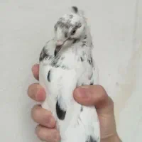 کفتر تهرانی