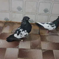 جفت سینه و طوقی