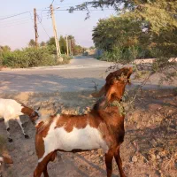 کهره نر پاکستانی