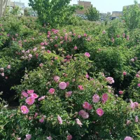 «تجربه‌ی سفر متفاوت و خاطره‌سازی با پریزاد رویال