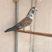 کبوتر پرشی کاشان