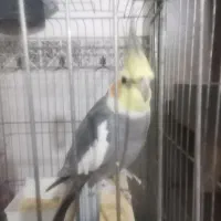 پرنده عروس هلندی سخنگو|پرنده|زرقان, |دیوار