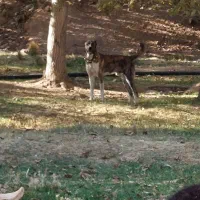 سگ گله ای|سگ|بوئین زهرا, |دیوار