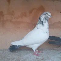 کفتر پرشی|پرنده|قم, نیروگاه|دیوار