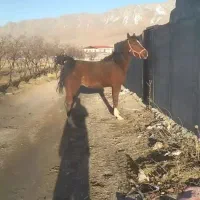 مادیون کرد ۶ دونگ