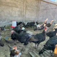 بوقلمون ۳ الی ۴ ماه|حیوانات مزرعه|کازرون, |دیوار