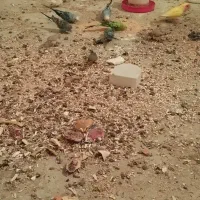 مرغ عشق فنج معاوضه میکنم با سگ