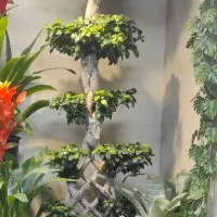 بنسای ، بونسای خاص|گل و گیاه طبیعی|فولادشهر, فولادشهر|دیوار